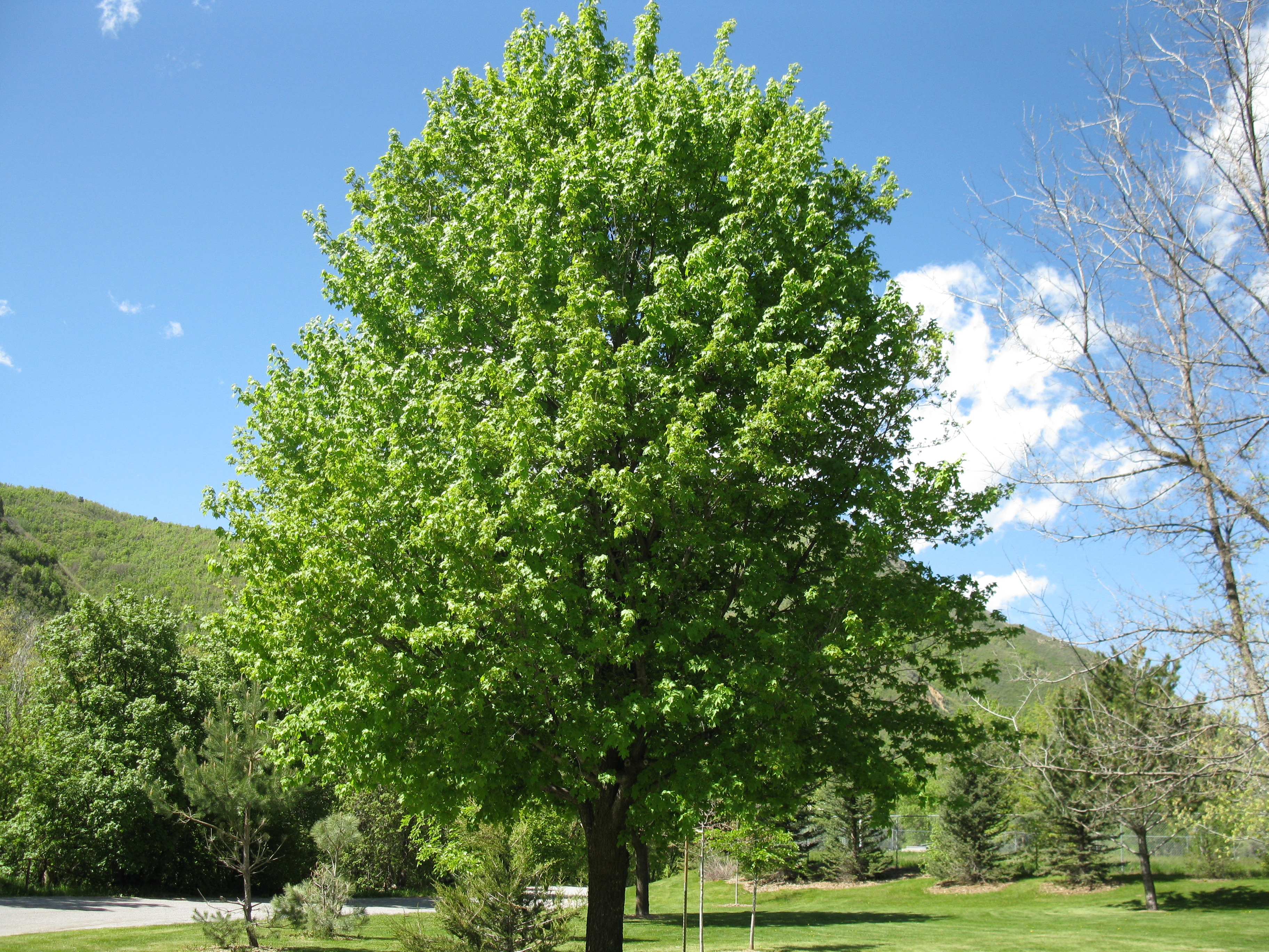 Alberi E Arbusti Della Flora Mediterranea Manifra