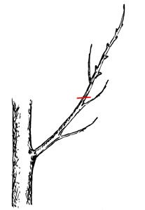 potatura arbusti
